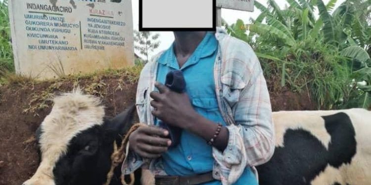 Muhanga: Polisi yafashe Umugabo ukekwaho kwiba ikimasa