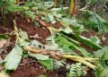 Karongi: Umukobwa w’imyaka 21 arashakishwa nyuma yo gutema urutoki rwa Se wabo bapfa amafaranga