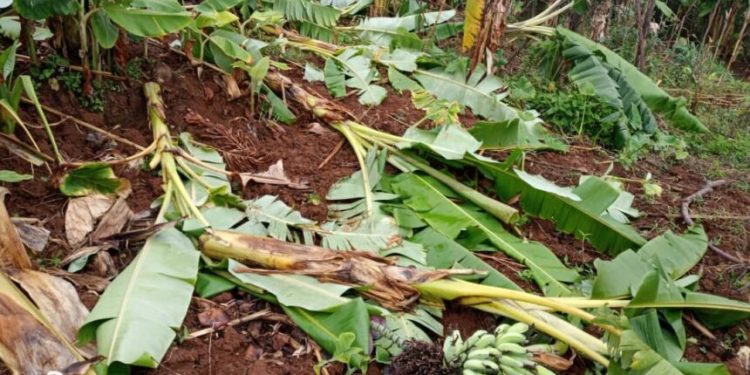 Karongi: Umukobwa w’imyaka 21 arashakishwa nyuma yo gutema urutoki rwa Se wabo bapfa amafaranga