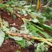 Karongi: Umukobwa w’imyaka 21 arashakishwa nyuma yo gutema urutoki rwa Se wabo bapfa amafaranga