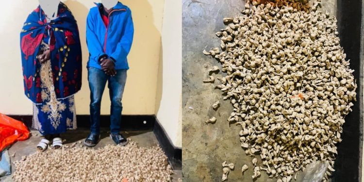 Musanze: Umwana na Nyina bafatanywe udupfunyika 2520 tw’urumogi