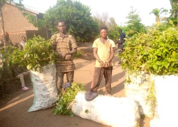 Rusizi: Abasore babiri bahiraga imboga za Mudugudu ngo bazishyire Inka batawe muri yombi