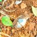 Nyamagabe: Mu murima w’umuturage hasanzwe ‘Grenade’