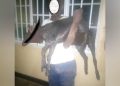 Karongi: Umusore witwa Kijanja yibye ihene afatwa amaze kuyica