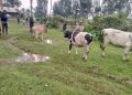 Rubavu: Abantu 57 borojwe Inka binyuze muri gahunda yiswe ‘ Umunsi wahariwe Inka’