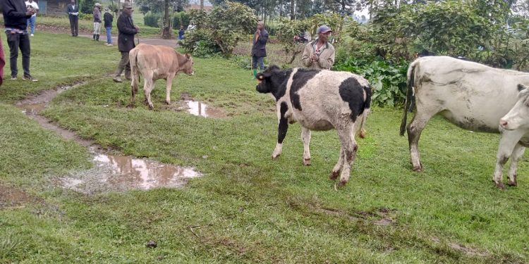 Rubavu: Abantu 57 borojwe Inka binyuze muri gahunda yiswe ‘ Umunsi wahariwe Inka’