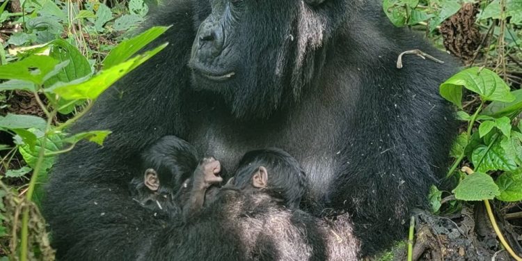 Ntibisanzwe: Ingagi yo muri RDC yabyaye impanga