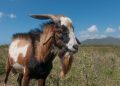 Kenya: Umupolisi arakekwaho kwiba ihene