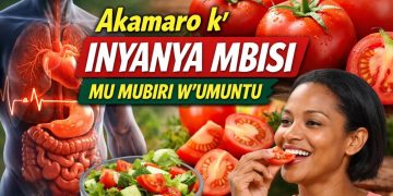 Akamaro k’inyanya mbisi mu mubiri w’umuntu