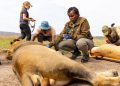 Pariki y’Akagera yatangaje ko Intare eshanu z’ingore zashyizwe muri gahunda yo kuringaniza imbyaro