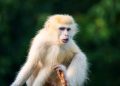 Ntibisanzwe! Muri Pariki ya Virunga hagaragaye inkende ya Nyamweru