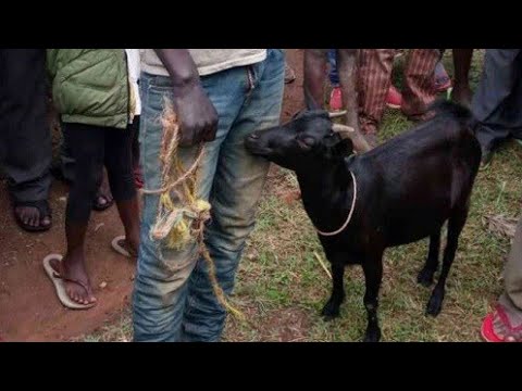 Nyanza: Umusore w’imyaka 20 arakekwaho gusambanya ihene agahita atoroka